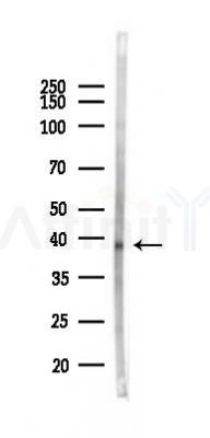 AurB/C Antibody - Western blot analysis of lysates from Mouse brain, using AurB/C Antibody at 1/1000 dilution.