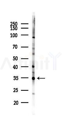 OR2T3/34 Antibody - Western blot analysis of lysates from Mouse brain, using OR2T3/34 Antibody at 1/1000 dilution.