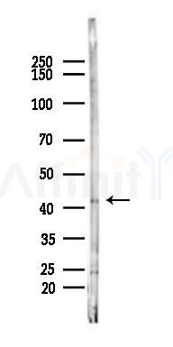 HOXA2 Antibody - Western blot analysis of lysates from Rat testis, using HOXA2 Antibody at 1/1000 dilution.