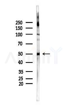 EGR3 Antibody - Western blot analysis of lysates from Mouse brain, using EGR3 Antibody at 1/1000 dilution.