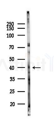 SFRS6 Antibody - Western blot analysis of lysates from Mouse brain, using SFRS6 Antibody at 1/1000 dilution.