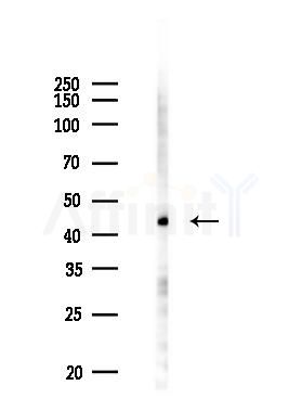 SOX7 Antibody - Western blot analysis of lysates from PC12 cells(UV 30min treatment), using SOX7 Antibody at 1/1000 dilution.