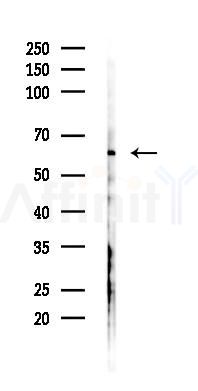 HSBP1 Antibody - Western blot analysis of lysates from 293 cells(UV 30min treatment), using HSBP1 Antibody at 1/1000 dilution.