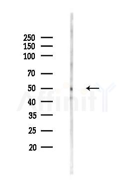 ITFG2 Antibody - Western blot analysis of lysates from Mouse testis, using ITFG2 Antibody at 1/1000 dilution.
