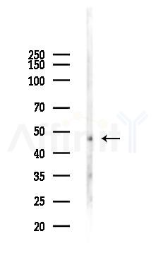 K1H1 Antibody - Western blot analysis of lysates from Rat testis, using K1H1 Antibody at 1/1000 dilution.