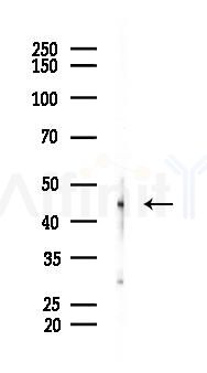 PDCD2L Antibody - Western blot analysis of lysates from A2780 cells(starvation 24h treatment), using PDCD2L Antibody at 1/1000 dilution.
