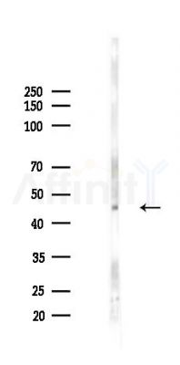 EDAR Antibody - Western blot analysis of lysates from Rat testis, using EDAR Antibody at 1/1000 dilution.