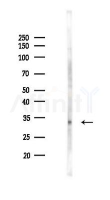 ALKBH2 Antibody - Western blot analysis of lysates from Mouse brain, using ALKBH2 Antibody at 1/1000 dilution.