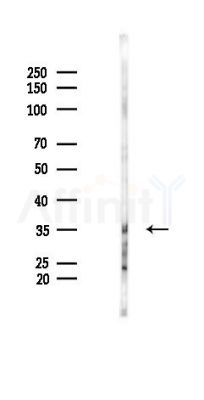ALKBH2 Antibody - Western blot analysis of lysates from B16F10-LUC cells(UV 30min treatment), using ALKBH2 Antibody at 1/1000 dilution.