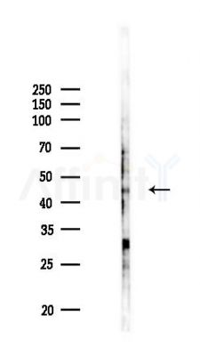 POU5F2 Antibody - Western blot analysis of lysates from HUVEC cells(UV 30min treatment), using POU5F2 Antibody at 1/1000 dilution.