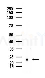 MRPL43 Antibody - Western blot analysis of lysates from Rat liver, using MRPL43 Antibody at 1/1000 dilution.