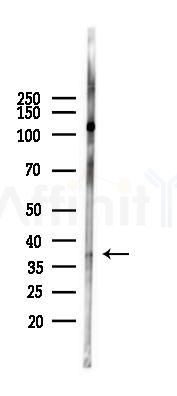 APOL6 Antibody - Western blot analysis of lysates from Mouse heart, using APOL6 Antibody at 1/1000 dilution.