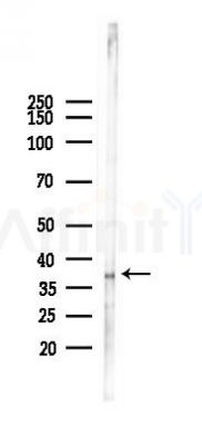 BCL2L14 Antibody - Western blot analysis of lysates from Mouse heart, using BCL2L14 Antibody at 1/1000 dilution.
