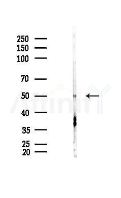 BMP3B Antibody - Western blot analysis of lysates from Hela cells(starvation 24h treatment), using BMP3B Antibody at 1/1000 dilution.