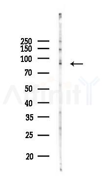 CATSPER1 Antibody - Western blot analysis of lysates from RAW264.