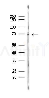CATSPERB Antibody - Western blot analysis of lysates from Rat brain, using CATSPERB Antibody at 1/1000 dilution.