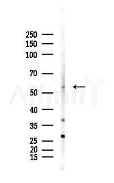 GABRR1 Antibody - Western blot analysis of lysates from Mouse muscle, using GABRR1 Antibody at 1/1000 dilution.