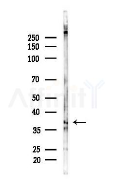 REM2 Antibody - Western blot analysis of lysates from Mouse lung, using REM2 Antibody at 1/1000 dilution.