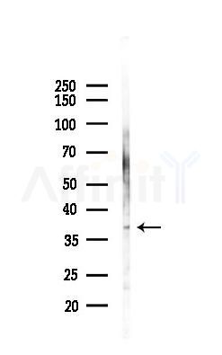 GNB3 Antibody - Western blot analysis of lysates from 293 cells(heat-shock 45min treatment), using GNB3 Antibody at 1/1000 dilution.