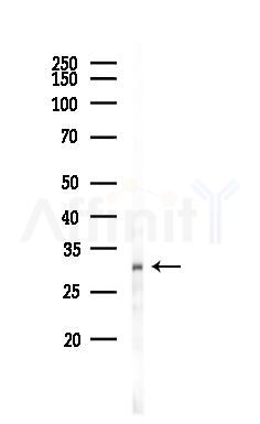 HLA-DMB Antibody - Western blot analysis of lysates from Mouse brain, using HLA-DMB Antibody at 1/1000 dilution.