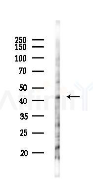 KHDRBS3 Antibody - Western blot analysis of lysates from 293 cells(heat-shock 45min treatment), using KHDRBS3 Antibody at 1/1000 dilution.