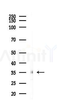 OR6N1 Antibody - Western blot analysis of lysates from Rat muscle, using OR6N1 Antibody at 1/1000 dilution.
