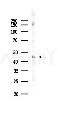 P2RX1 Antibody - Western blot analysis of lysates from Mouse brain, using P2RX1 Antibody at 1/1000 dilution.