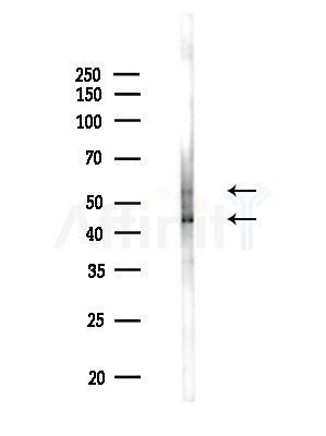 PLD3 Antibody - Western blot analysis of lysates from Mouse liver, using PLD3 Antibody at 1/1000 dilution.