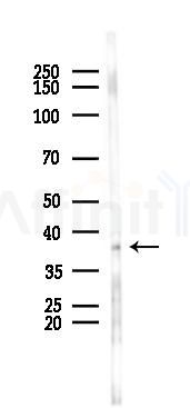 PLSCR4 Antibody - Western blot analysis of lysates from Rat testis, using PLSCR4 Antibody at 1/1000 dilution.