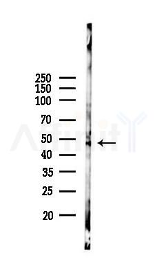 RASSF8 Antibody - Western blot analysis of lysates from 293 cells(heat-shock 45min treatment), using RASSF8 Antibody at 1/1000 dilution.
