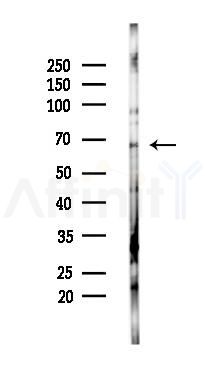 RAPH1 Antibody - Western blot analysis of lysates from PC12 cells(starvation 24h treatment), using RAPH1 Antibody at 1/1000 dilution.