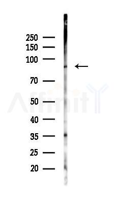 RHG28 Antibody - Western blot analysis of lysates from Mouse heart, using RHG28 Antibody at 1/1000 dilution.