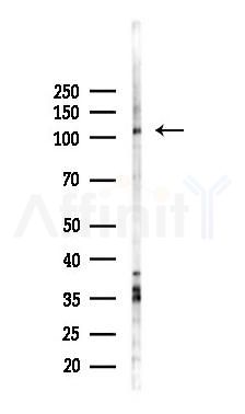 RHG30 Antibody - Western blot analysis of lysates from COLO205 cells(starvation 24h treatment), using RHG30 Antibody at 1/1000 dilution.