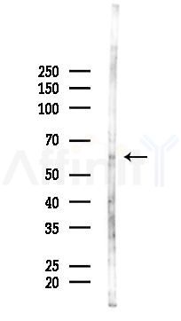 RPS6KL1 Antibody - Western blot analysis of lysates from RAW264.