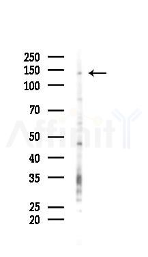 SH3TC2 Antibody - Western blot analysis of lysates from RAW264.