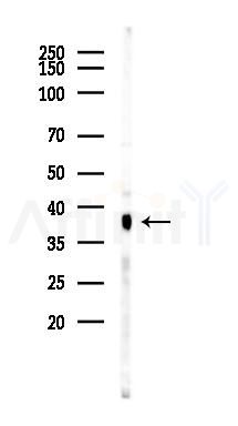 TCF19 Antibody - Western blot analysis of lysates from Mouse lung, using TCF19 Antibody at 1/1000 dilution.