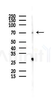 UBQLN2 Antibody - Western blot analysis of lysates from Rat liver, using UBQLN2 Antibody at 1/1000 dilution.