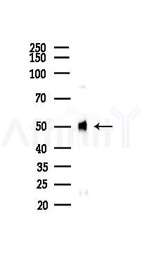 beta-Tubulin Antibody - Western blot analysis of lysates from Mouse heart, using beta-Tubulin Antibody at 1/1000 dilution.