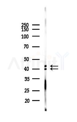 ERK1/2 Antibody - Western blot analysis of lysates from Rat brain, using ERK1/2 Antibody at 1/1000 dilution.