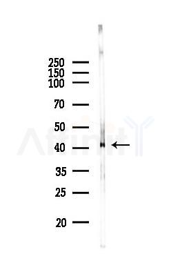 alpha-SMA Antibody - Western blot analysis of lysates from Rat brain, using alpha-SMA Antibody at 1/1000 dilution.