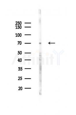 Phospho-YAP (Ser127) Antibody - Western blot analysis of lysates from Mouse testis, using Phospho-YAP (Ser127) Antibody at 1/1000 dilution.