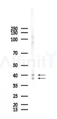 Phospho-p38 MAPK (Thr180/Tyr182) Antibody - Western blot analysis of lysates from PC12 cells(heat-shock 45min treatment), using Phospho-p38 MAPK (Thr180/Tyr182) Antibody at 1/1000 dilution.