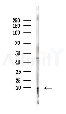 LC3B Antibody - Western blot analysis of lysates from Mouse testis, using LC3B Antibody at 1/1000 dilution.