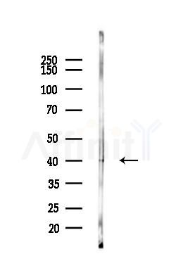 Cleaved-Caspase 9 (Asp353) Antibody - Western blot analysis of lysates from Mouse liver, using Cleaved-Caspase 9 (Asp353) Antibody at 1/1000 dilution.