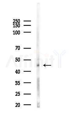 Caspase 1 Antibody - Western blot analysis of lysates from RAW264.