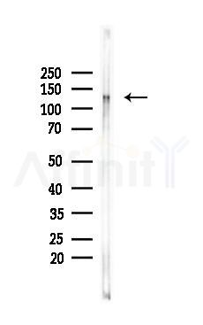 CD31 Antibody - Western blot analysis of lysates from RAW264.