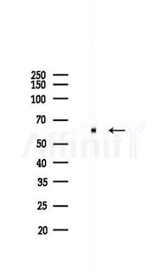 SREBP1 Antibody - Western blot analysis of lysates from 293 cells(heat-shock 45min treatment), using SREBP1 Antibody at 1/1000 dilution.