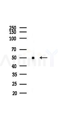 Tubulin alpha Antibody - Western blot analysis of lysates from B16F10-LUC cells, using Tubulin alpha Antibody at 1/1000 dilution.