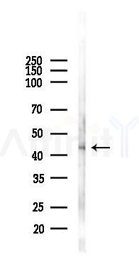 beta Actin Antibody - Western blot analysis of lysates from Mouse testis, using beta Actin Antibody at 1/1000 dilution.
