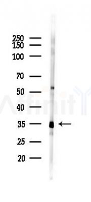 GAPDH Antibody - Western blot analysis of lysates from Rat muscle, using GAPDH Antibody at 1/1000 dilution.